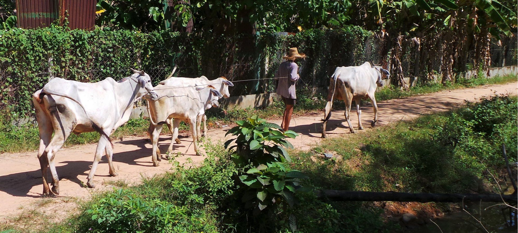 Photos from our Cambodia Cycling Holiday